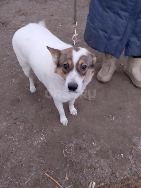 Две кошечки  спасены с улицы . - Орск