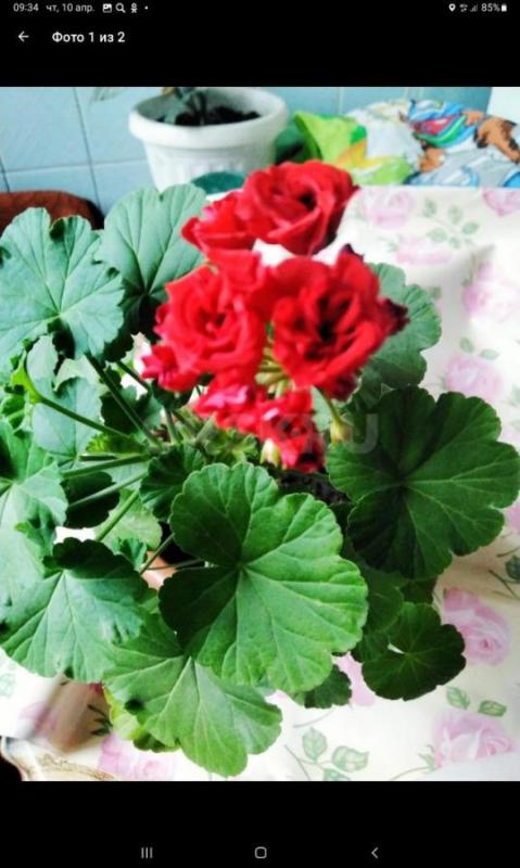 Все цветы по 100 руб 
Зефирантес, Гиппеаструм  луковица 100 
Район ул Строителей - Орск