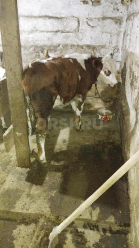 Продам телочек - Орск
