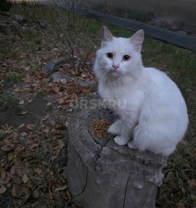 Чей котик - потеряшка? - Орск