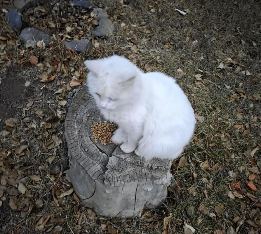 Чей котик - потеряшка? - Орск