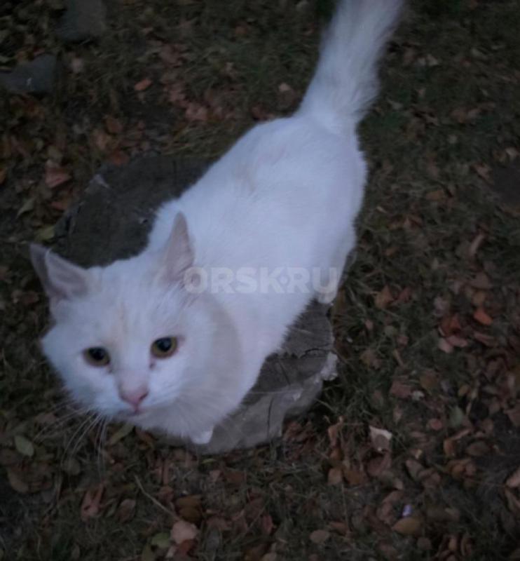 Чей котик - потеряшка? - Орск