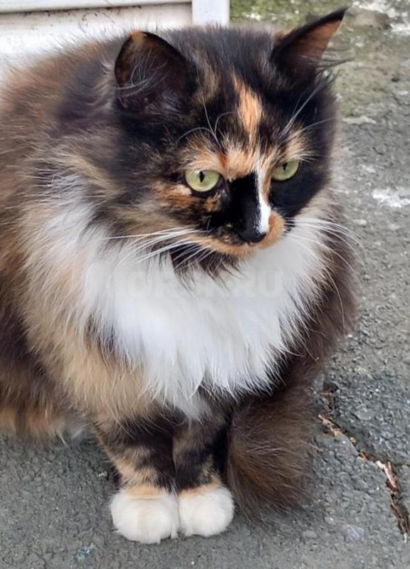 Спасти жизнь этой красавице ещё можно. - Орск