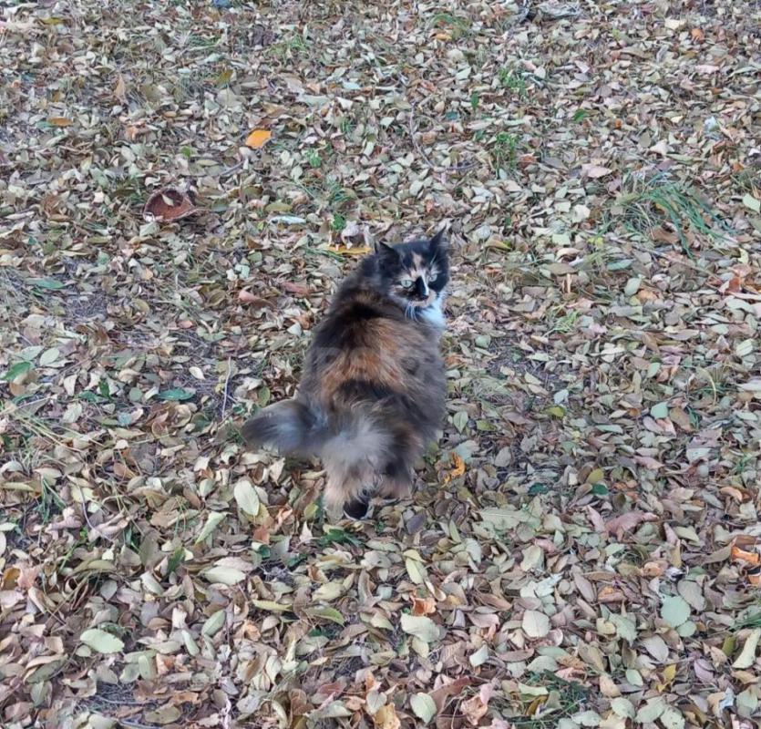 Спасти жизнь этой красавице ещё можно. - Орск