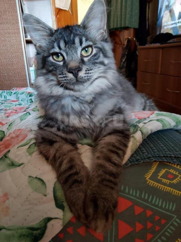 Курильские бобтейлы — это умные, общительные и преданные своей семье кошки с покладистым характером. - Орск