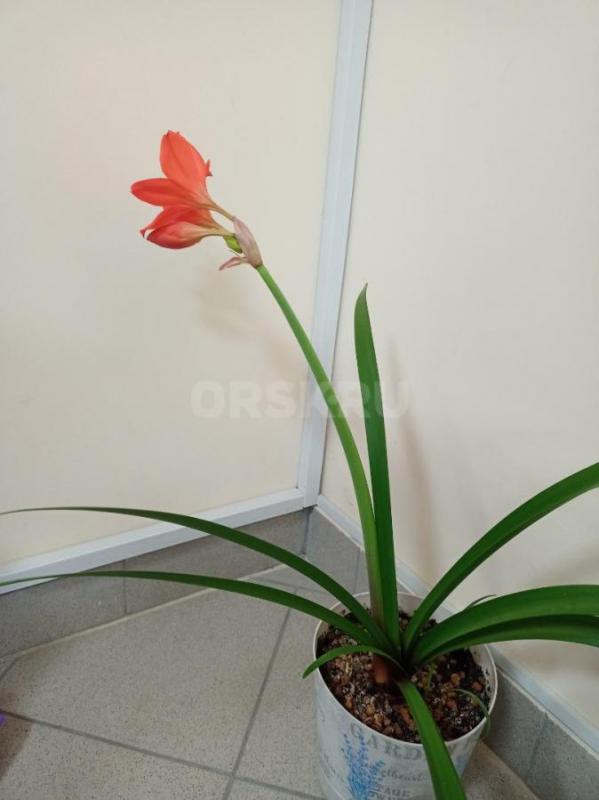 Продам комнатные цветы. - Орск