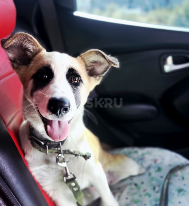 Ищется любящая семья для малышки. - Орск