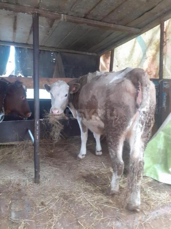 Продам 2.5 годовалую телку в январе первый оттел
Всё вопросы по телефону - Орск