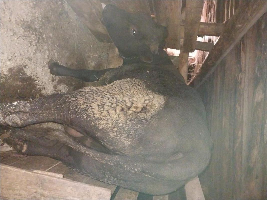 Продам на мясо или на племя быка 1,8 мес. - Гай