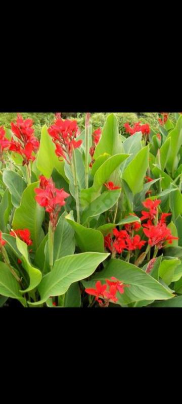 Цветы Канна 140.р - Орск