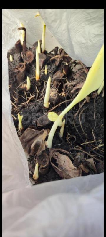 Цветы Канна 140.р - Орск