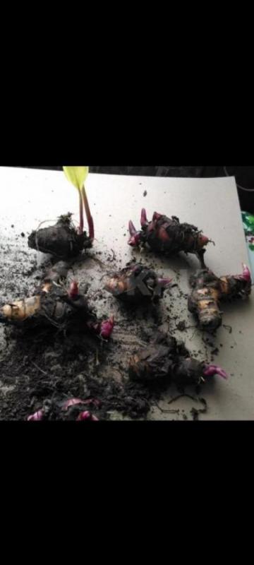 Цветы Канна 140.р - Орск