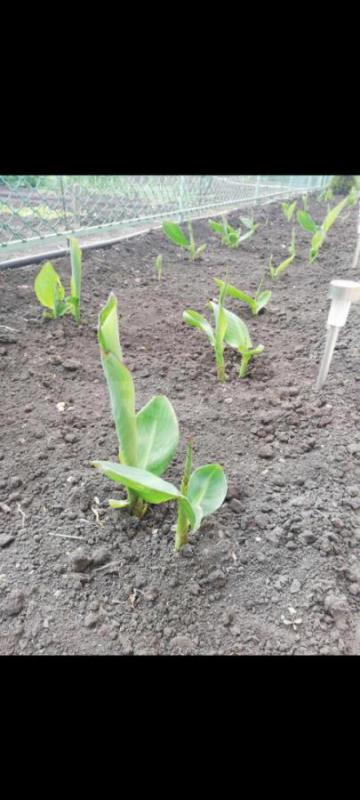 Цветы Канна 140.р - Орск