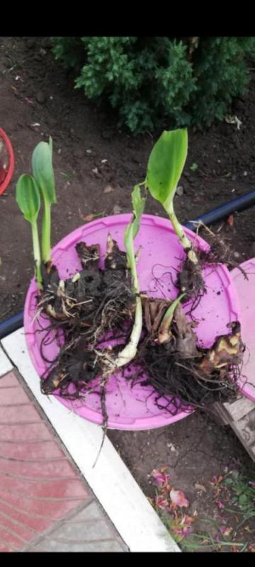 Цветы Канна 140.р - Орск