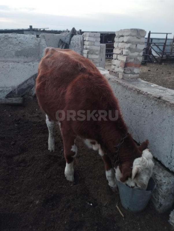 Продам телку год и семь месяцев цена 68 т. - Орск