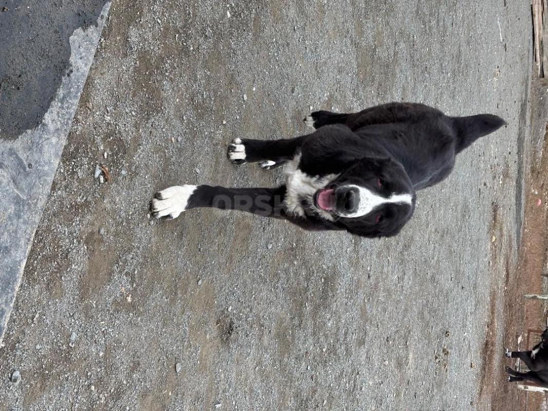 Подрощенная девочка САО(алабай). - Новотроицк