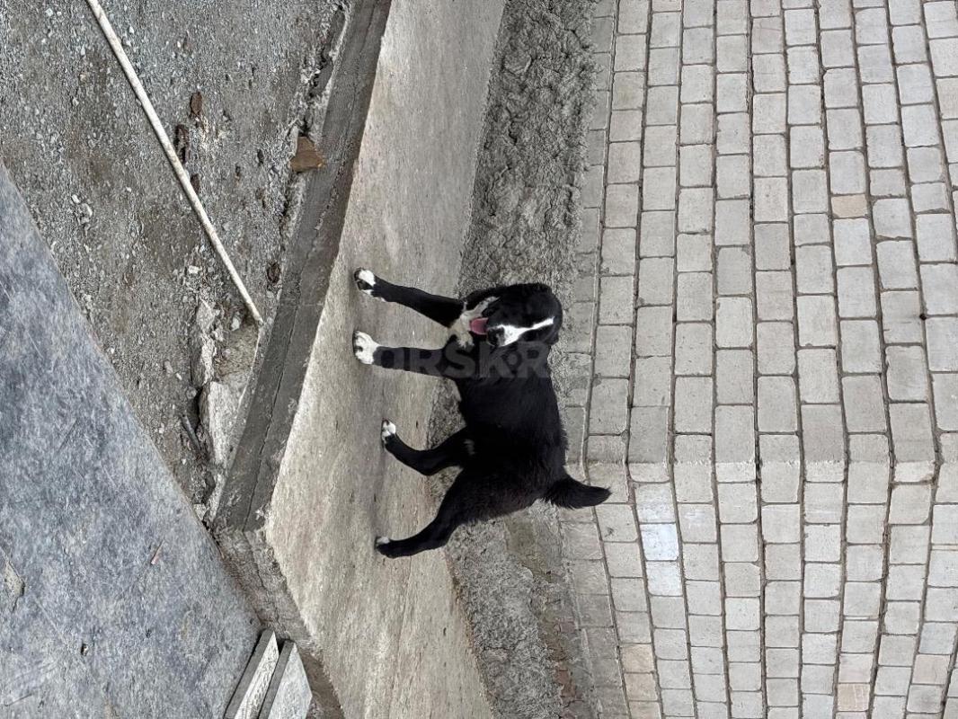 Подрощенная девочка САО(алабай). - Новотроицк