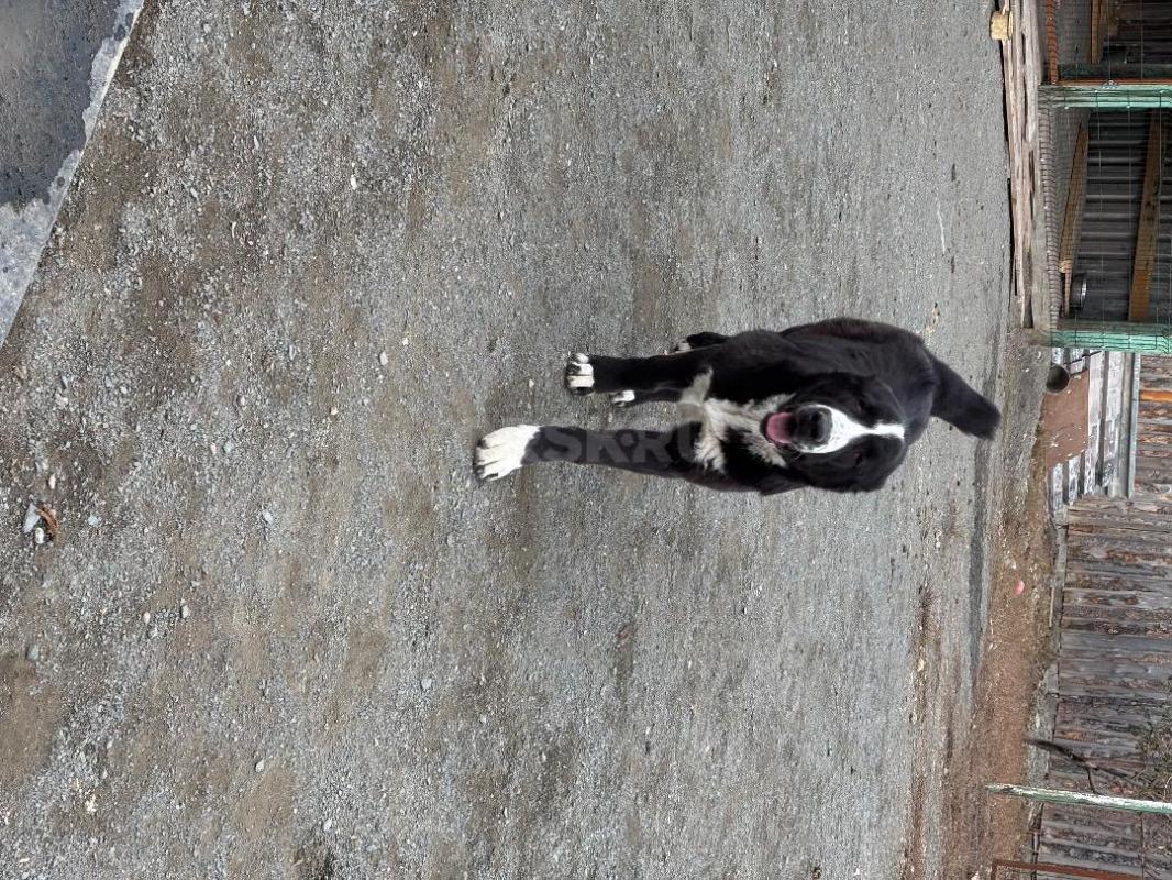 Подрощенная девочка САО(алабай). - Новотроицк