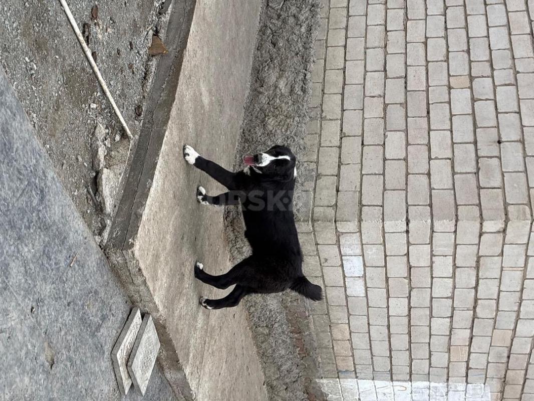 Подрощенная девочка САО(алабай). - Новотроицк