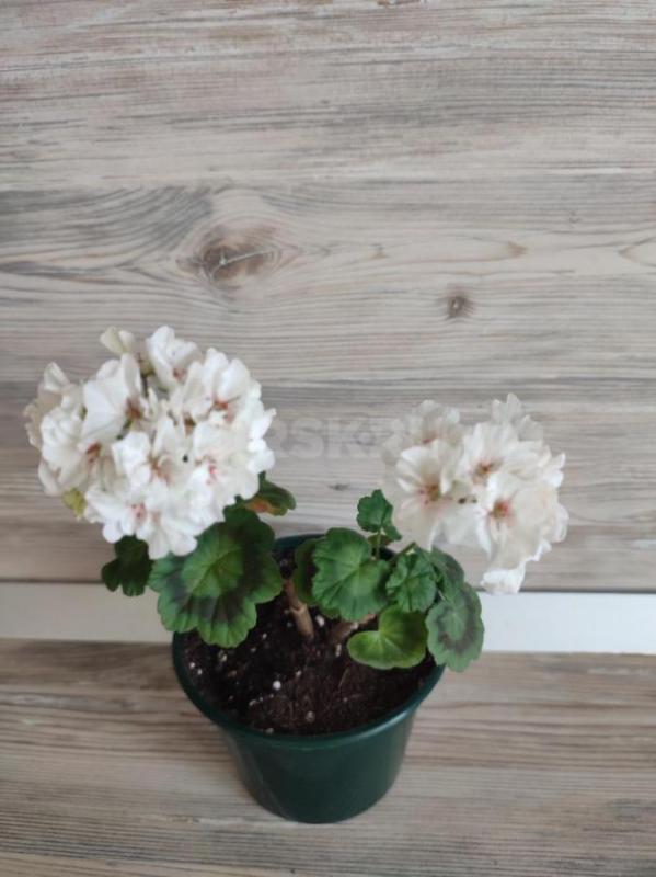 Сортовые пеларгонии -цветущие или набирающие цвет в горшочках. - Орск