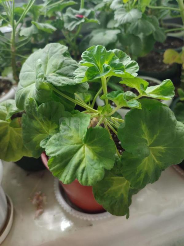 Сортовые пеларгонии -цветущие или набирающие цвет в горшочках. - Орск