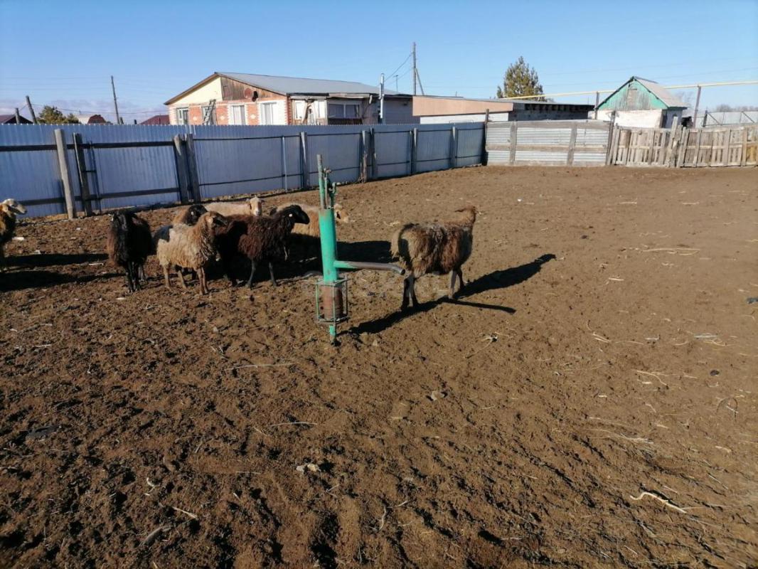 Продам Бараны, Овцематки. - Орск