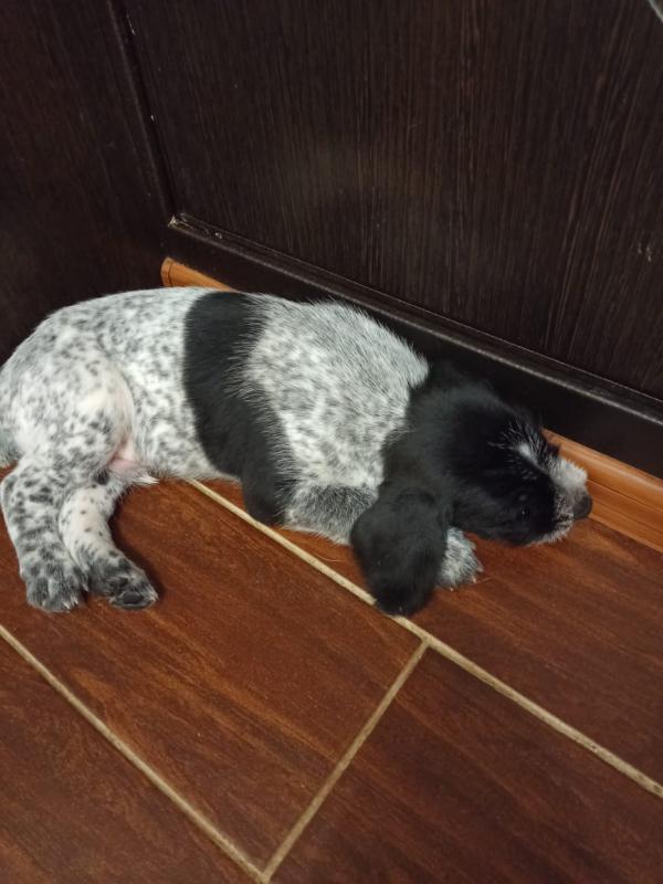 Для настоящих охотников почти раздаются надежные друзья и помощники щенки дратхаара (3 мальчика, 2 д - Новотроицк