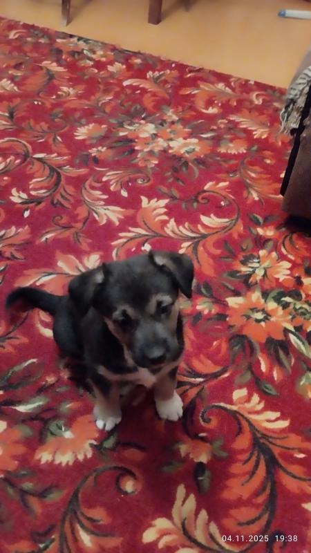 Девочка 1,5 месяца ищет хозяина - Орск