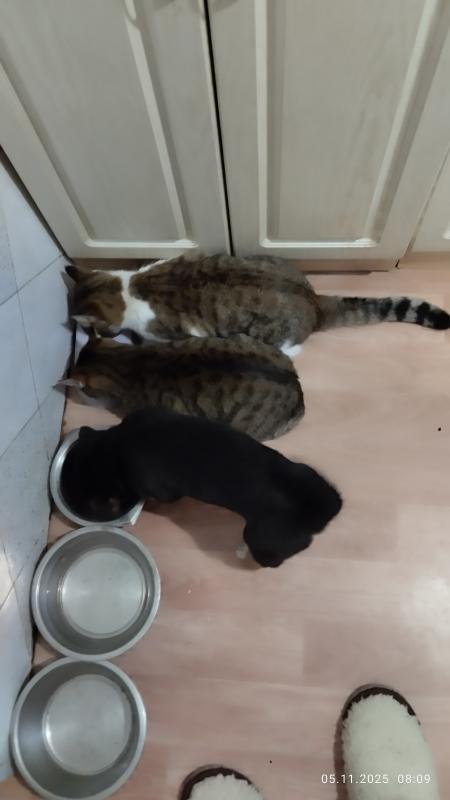 Девочка 1,5 месяца ищет хозяина - Орск