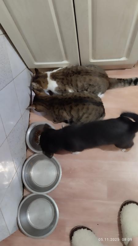 Девочка 1,5 месяца ищет хозяина - Орск