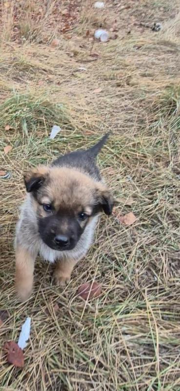 Отдам щенков, будут средних размеров, доставка орск, Гай, Новотроицк. - Орск