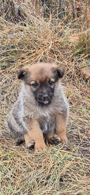 Отдам щенков, будут средних размеров, доставка орск, Гай, Новотроицк. - Орск