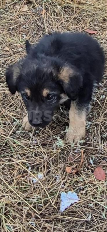 Отдам щенков, будут средних размеров, доставка орск, Гай, Новотроицк. - Орск