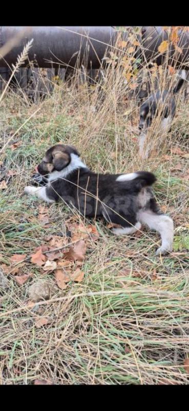 Отдам щенков, будут средних размеров, доставка орск, Гай, Новотроицк. - Орск