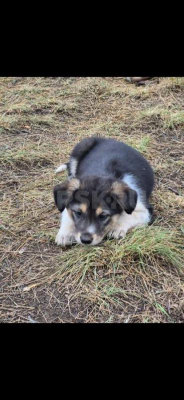 Отдам щенков, будут средних размеров, доставка орск, Гай, Новотроицк. - Орск