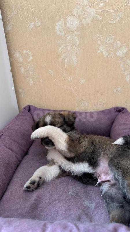 Нашли щенка в дождь, очень классный, веселый, задорный. - Орск