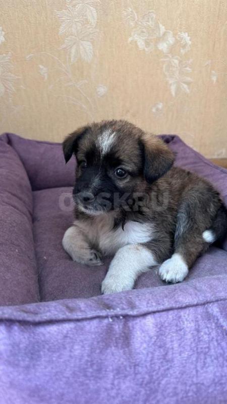 Нашли щенка в дождь, очень классный, веселый, задорный. - Орск