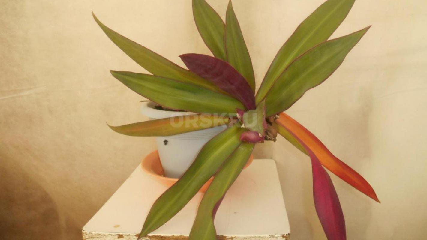 Продам комнатные растения в ассортименте. - Орск