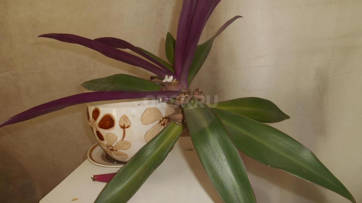 Продам комнатные растения в ассортименте. - Орск