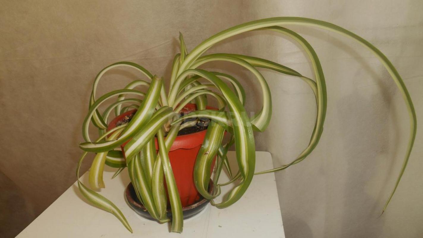 Продам комнатные растения в ассортименте. - Орск