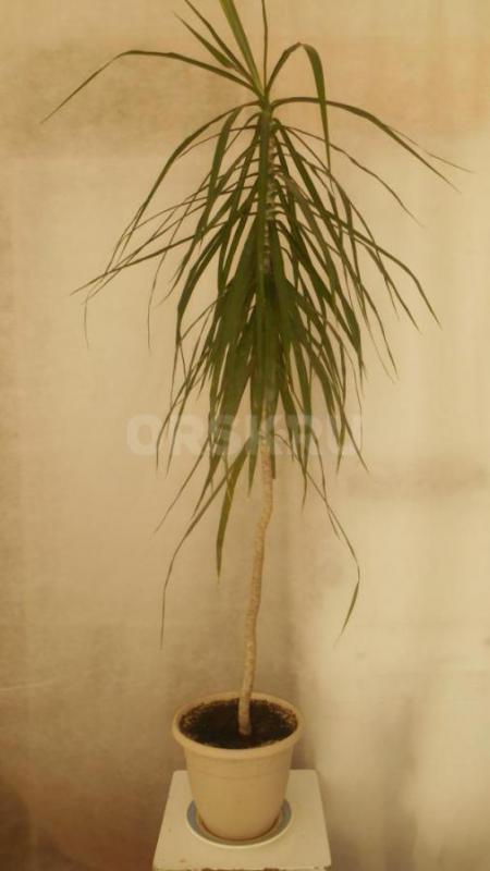 Продам комнатные растения в ассортименте. - Орск