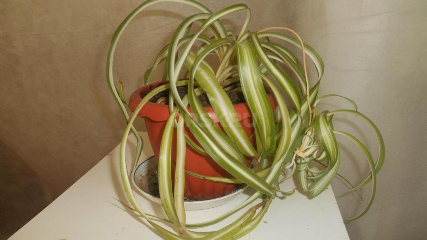 Продам комнатные растения в ассортименте. - Орск