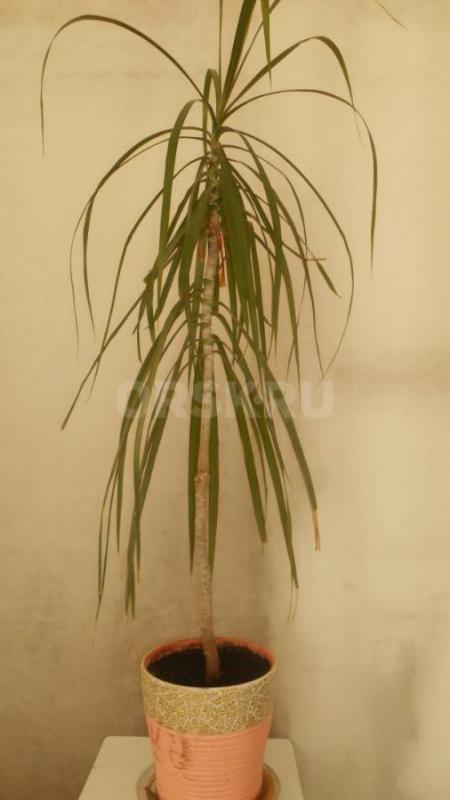 Продам комнатные растения в ассортименте. - Орск