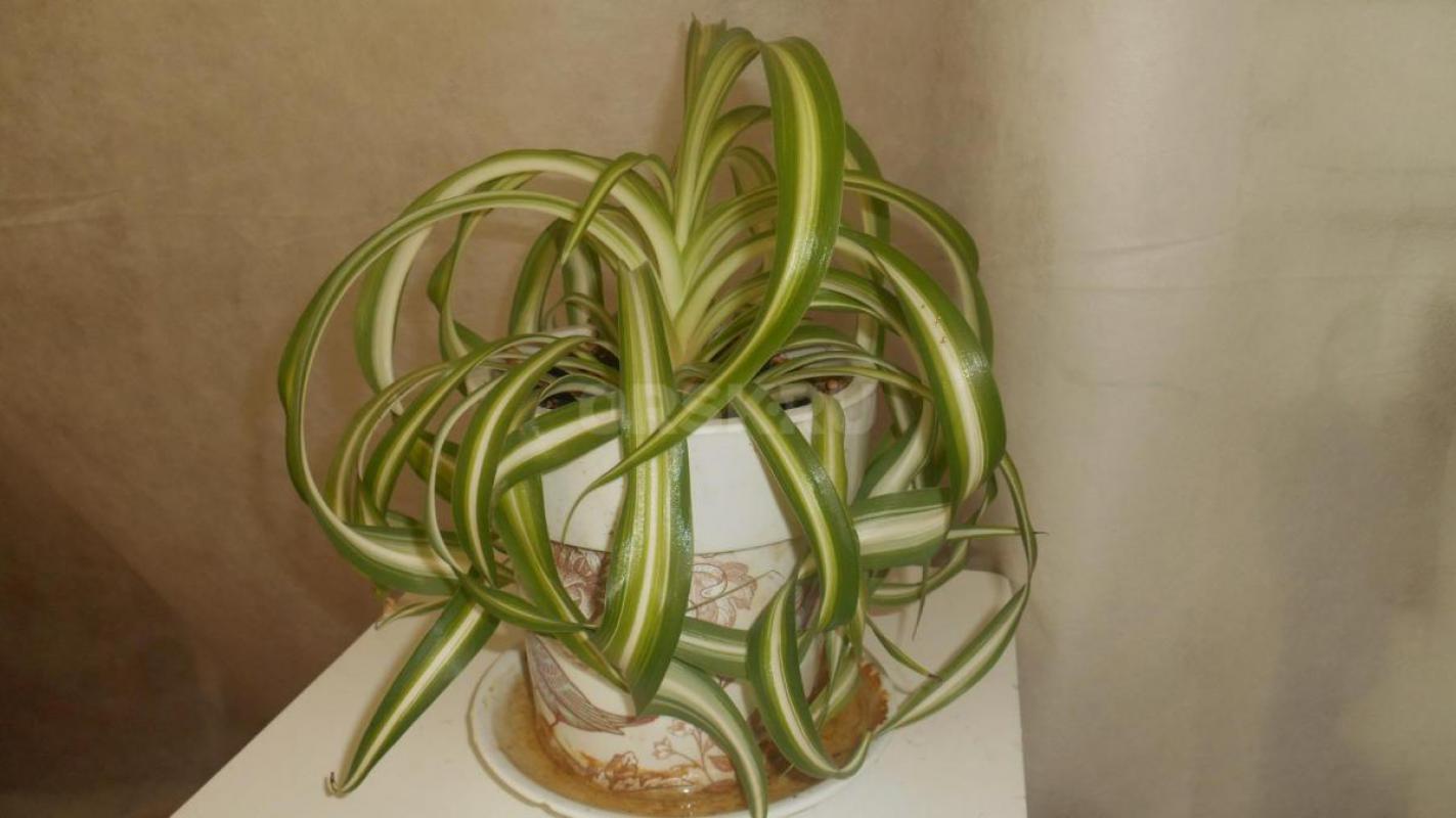 Продам комнатные растения в ассортименте. - Орск