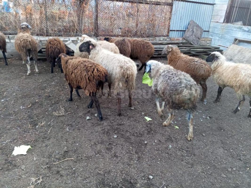 Продам овец и ярок справных, недавно привезли с отгона. - Орск