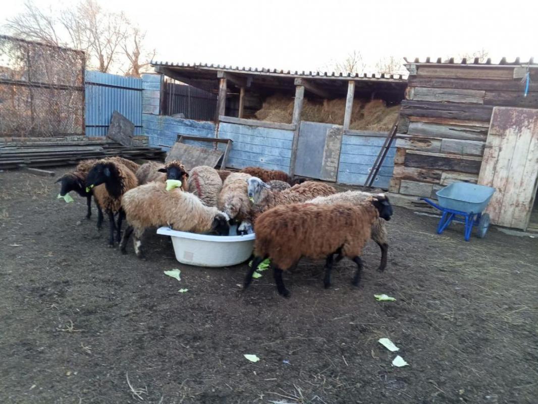 Продам овец и ярок справных, недавно привезли с отгона. - Орск