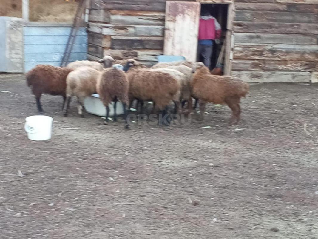 Продам овец и ярок справных, недавно привезли с отгона. - Орск
