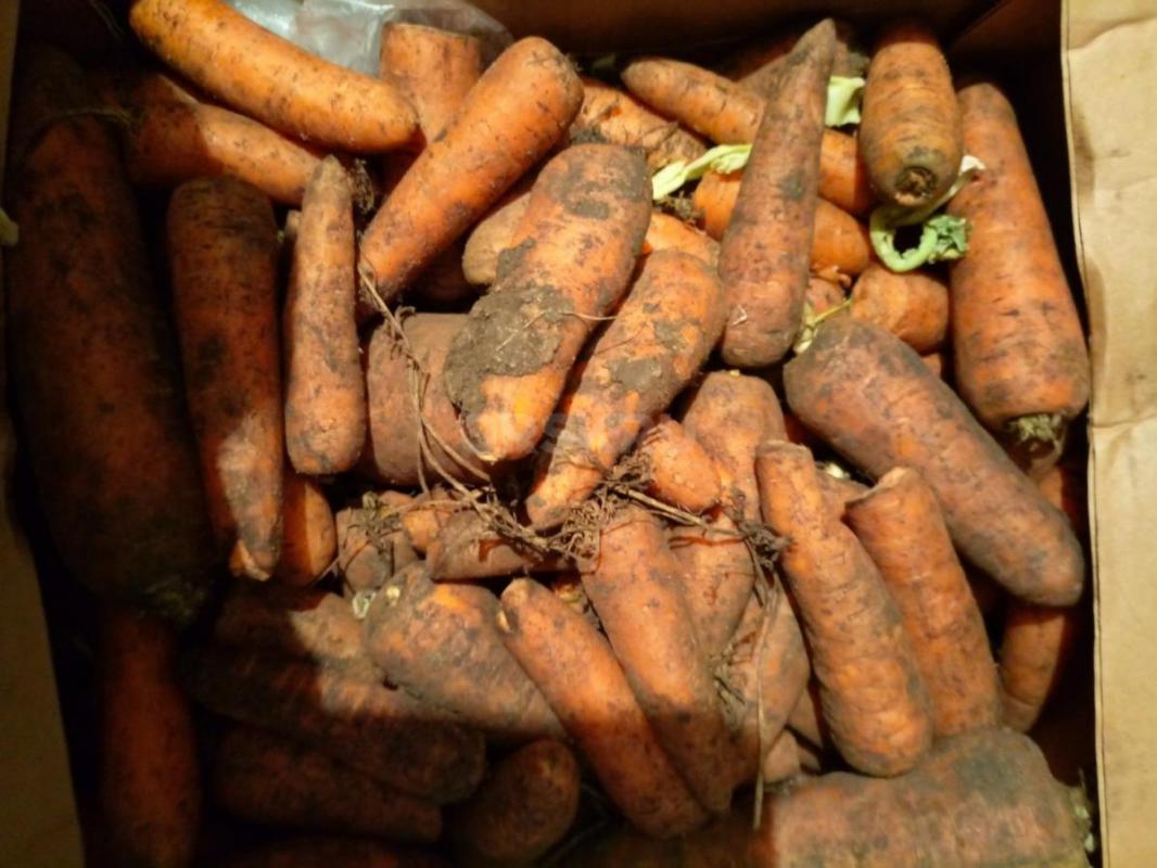 Марковь домашняя - Орск