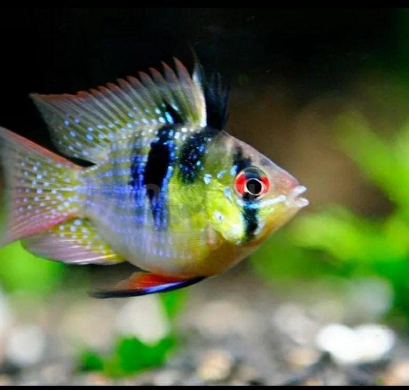 Необычные рыбки:
1. - Орск