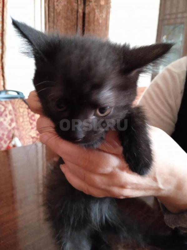 Отдам в добрые руки двух котят (девочки), возраст 2 месяца, окрас чëрный. - Орск